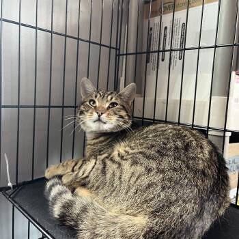 Rooney -  Domestic Short Hair Cat for Adoption in Salisbury, Massachusetts - Rooney | PetCurious