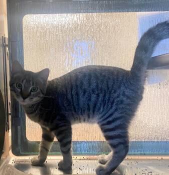 Rescue Domestic Short Hair Cats for Adoption in Plano, Texas - Huey A212646 | PetCurious