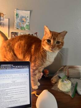 Domestic Short Hair Cats Available for Adoption - Jorge | PetCurious