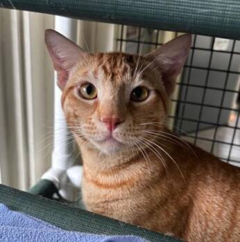 Domestic Short Hair Cats Available for Adoption - Gold Roger | PetCurious