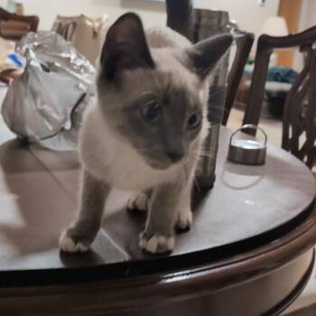 Blue Belle -  Domestic Short Hair Cat for Adoption in Asheville, North Carolina - Blue Belle | PetCurious