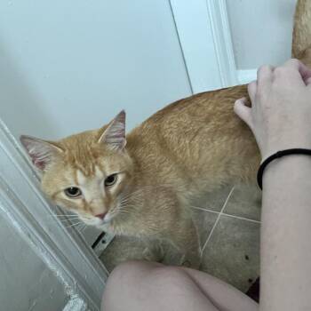 Mac Attack -  Domestic Short Hair Cat for Adoption in Granville, Ohio - Mac Attack | PetCurious