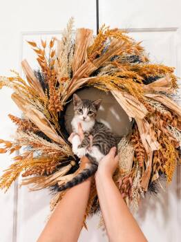 Totoro -  Tabby Cat for Adoption in Goodyear, Arizona - Totoro | PetCurious