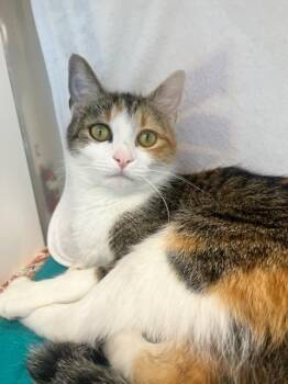 Domestic Short Hair Cats Available for Adoption in Manassas, Virginia - Cookie Monster (ID 51217/1363) | PetCurious