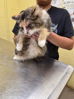 Domestic Medium Hair Cats Available for Adoption in Crossville, Tennessee - CALLIE | PetCurious