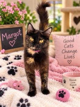 Margot -  Domestic Medium Hair and Tortoiseshell Cat for Adoption in Tavares, Florida - Margot | PetCurious