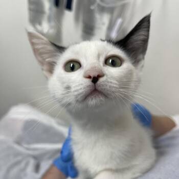Lily -  Domestic Short Hair Cat for Adoption in Lakewood, California - Lily | PetCurious