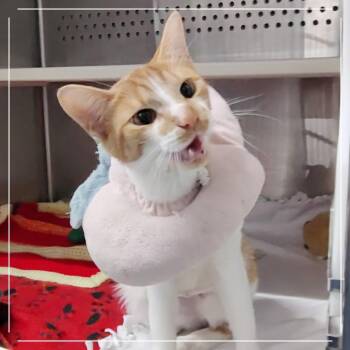 Saffron -  Domestic Short Hair Cat for Adoption in Dearborn, Michigan - Saffron | PetCurious