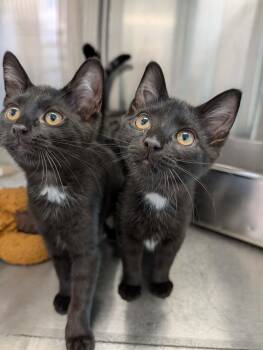 Starfish -  Domestic Short Hair Cat for Adoption in Chambersburg, Pennsylvania - Starfish | PetCurious