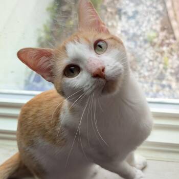 Phineas -  Domestic Short Hair Cat for Adoption in Fort Worth, Texas - Phineas | PetCurious