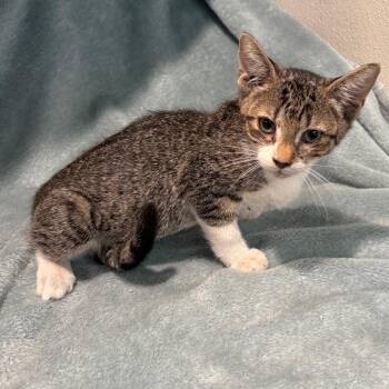 IVHS-Stray-141921 -  Domestic Short Hair Cat for Adoption in San Gabriel, California - IVHS-Stray-141921 | PetCurious