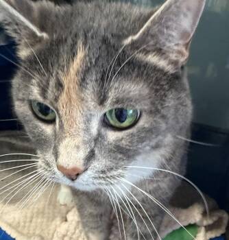 Rescue Domestic Short Hair Cats for Adoption in Sault Ste. Marie, Michigan - Patches | PetCurious