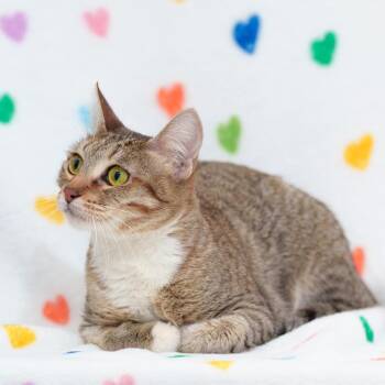 Domestic Short Hair Cats Available for Adoption - Chloe | PetCurious