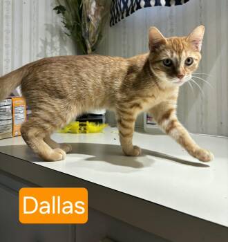 Rescue Tabby Cats for Adoption in Mount Pleasant, North Carolina - Dallas | PetCurious