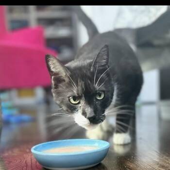 Rescue American Shorthair Cats for Adoption in Austin, Texas - Scout | PetCurious