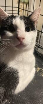 Olly -  Domestic Short Hair Cat for Adoption in Walnut Creek, California - Olly | PetCurious