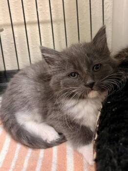 Domestic Long Hair Cats Available for Adoption in Webster, Wisconsin - Yuki | PetCurious