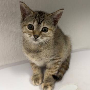 Rita -  Domestic Short Hair Cat for Adoption in Tampa, Florida - Rita | PetCurious