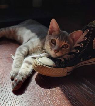 Rescue Domestic Short Hair Cats for Adoption in Redmond, Washington - Octoberfest | PetCurious