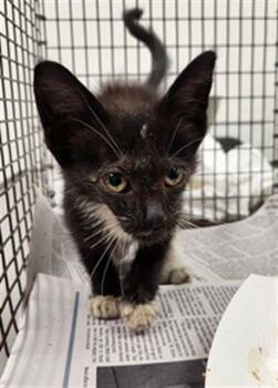 MINDY -  Domestic Short Hair Cat for Adoption in Fort Lauderdale, Florida - MINDY | PetCurious