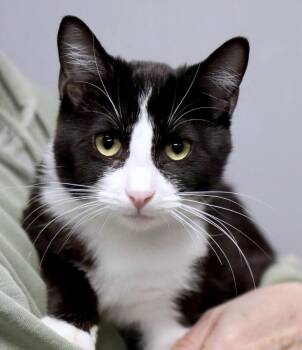 Domestic Short Hair Cats Available for Adoption - Petunia (AO35803) | PetCurious