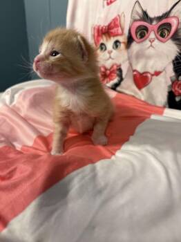 Domestic Short Hair Cats Available for Adoption - Fontina | PetCurious
