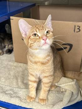 Domestic Short Hair Cats Available for Adoption in Bolton, Ontario - Eloise | PetCurious