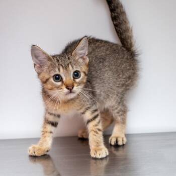 Water -  Domestic Short Hair Cat for Adoption in Hattiesburg, Mississippi - Water | PetCurious