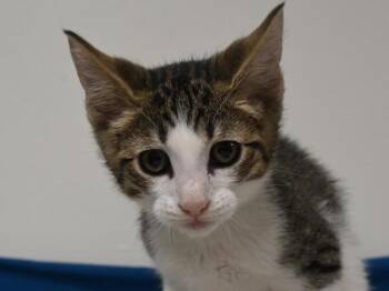 Hulk -  Domestic Short Hair Cat for Adoption in Portland, Oregon - Hulk | PetCurious