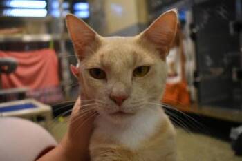 Lyle Barn Cat -  Domestic Short Hair Cat for Adoption in Kansas City, Missouri - Lyle Barn Cat | PetCurious
