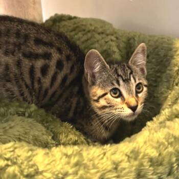 Anjou -  Domestic Short Hair Cat for Adoption in Cumming, Georgia - Anjou | PetCurious