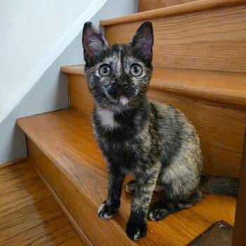 Brûlée -  Domestic Short Hair Cat for Adoption in Catasauqua, Pennsylvania - Brûlée | PetCurious
