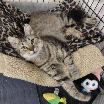 Sally Sue - (ch) -  Tabby and Domestic Medium Hair Cat for Adoption in Burlington, Washington - Sally Sue - (ch) | PetCurious