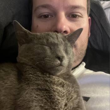 Loco Moco -  Domestic Short Hair Cat for Adoption in Los Angeles, California - Loco Moco | PetCurious