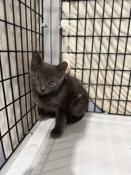 Hysteria -  Russian Blue Cat for Adoption in Camden, South Carolina - Hysteria | PetCurious