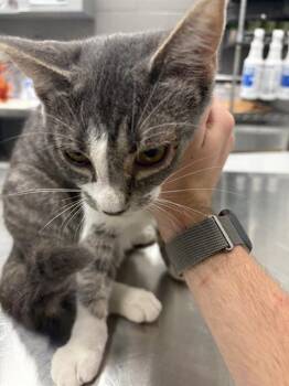 CRISP -  Domestic Short Hair Cat for Adoption in Indianapolis, Indiana - CRISP | PetCurious