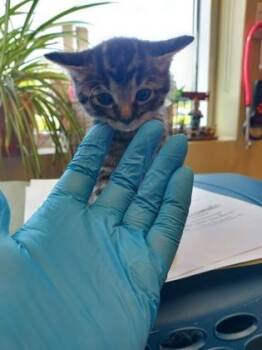 Fred -  Domestic Short Hair Cat for Adoption in Fishers, Indiana - Fred | PetCurious