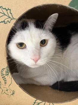 Baguette -  Domestic Short Hair Cat for Adoption in West Chester, Pennsylvania - Baguette | PetCurious