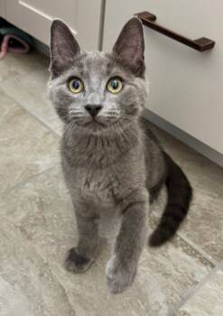 Ekko -  Russian Blue Cat for Adoption in Walled Lake, Michigan - Ekko | PetCurious