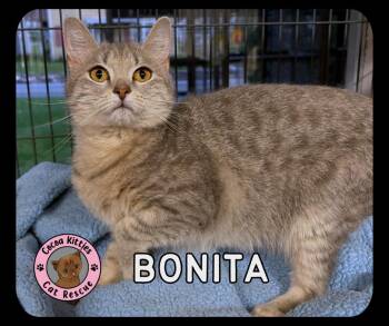Domestic Short Hair Cats Available for Adoption in Hershey, Pennsylvania - Bonita | PetCurious