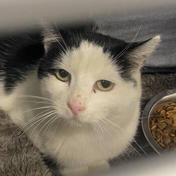 Carolyn -  Domestic Short Hair Cat for Adoption in Sheridan, Wyoming - Carolyn | PetCurious