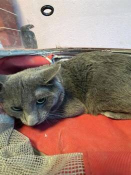 61236806 -  Domestic Short Hair Cat for Adoption in El Paso, Texas - 61236806 | PetCurious