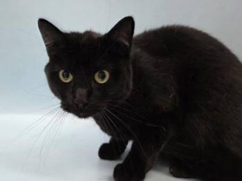 Emerys -  Domestic Short Hair Cat for Adoption in Woodbury, Minnesota - Emerys | PetCurious