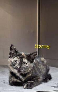 Stormy -  Domestic Short Hair Cat for Adoption in Marion, Mississippi - Stormy | PetCurious