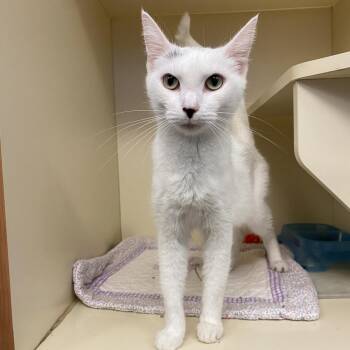 Swan -  Domestic Short Hair Cat for Adoption in Dayton, Ohio - Swan | PetCurious