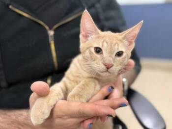 WALLY -  Domestic Short Hair Cat for Adoption in Doral, Florida - WALLY | PetCurious