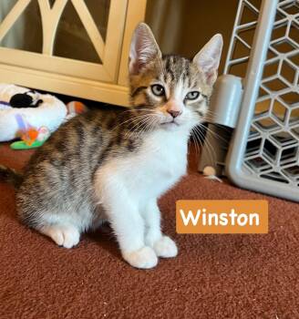 Winston -  Tabby and Domestic Short Hair Cat for Adoption in Yardley, Pennsylvania - Winston | PetCurious