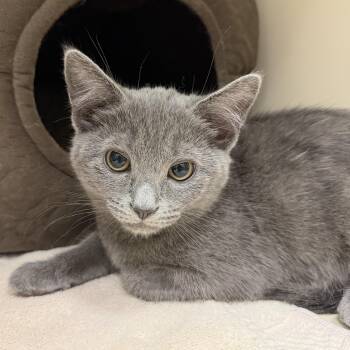 Domestic Short Hair Cats Available for Adoption in Cooperstown, New York - Checkers  | PetCurious