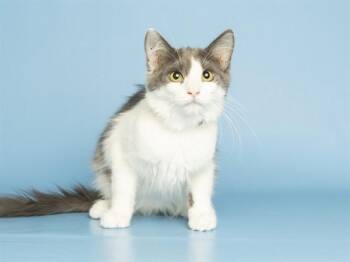 GERTIE -  Domestic Medium Hair Cat for Adoption in Phoenix, Arizona - GERTIE | PetCurious