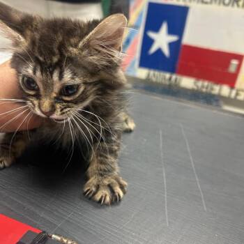 Domestic Long Hair Cats Available for Adoption - Jeter | PetCurious